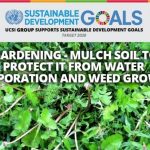 Week 34 : Gardening – Mulch Soil To Protect It From Water Evaporation And Weed Growth