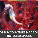 Week 29 :Do Not Buy Souvenirs Made Out Of Protected Species