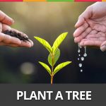 Week 38 :Plant A Tree