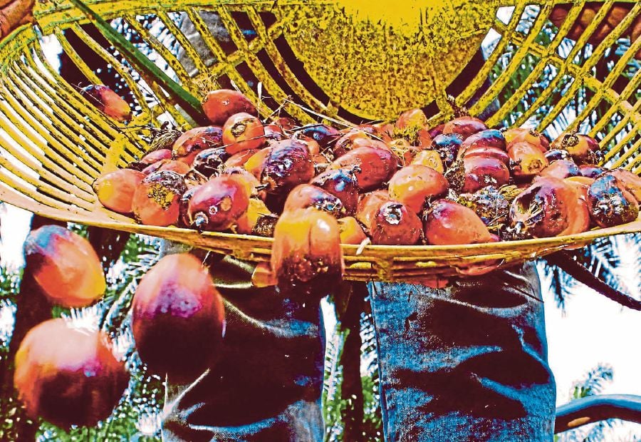 Science confirms many untapped potential of oil palm biomass